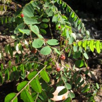 Phyllanthus cinereus Müll.Arg.